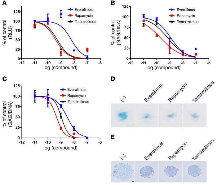 mTOR inhibitors suppress the chondrogenic induction of FOP-iMSCs trigger...