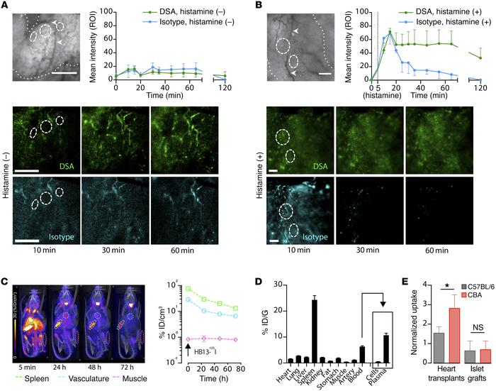 Vascular sequestration of DSA.
(A) Fluorescently labeled DSA (HB13, gree...