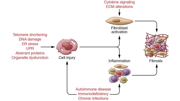 Cascade of maladaptive responses originating from inherited genetic vari...