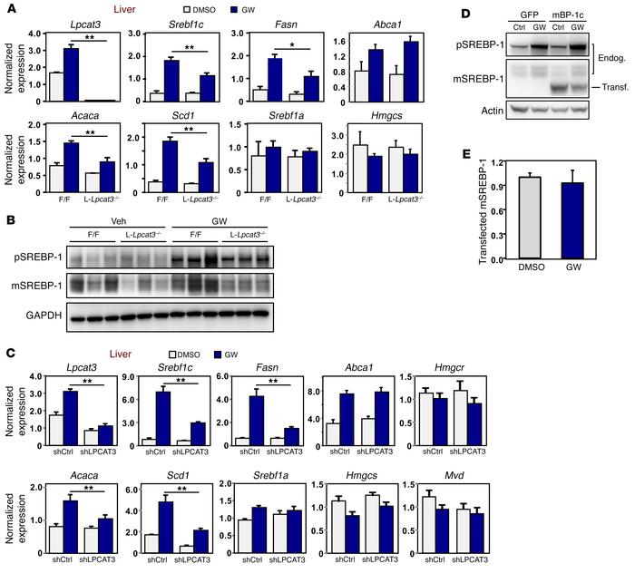 The LXR/LPCAT3 pathway regulates SREBP-1c processing in mouse liver.
(A)...