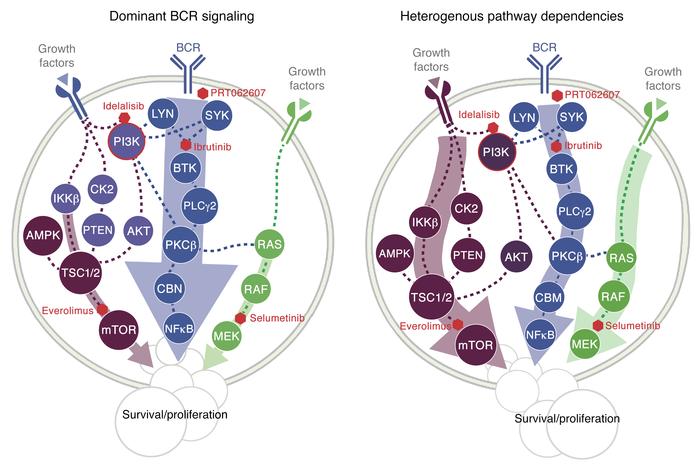A model for the roles of BCR, mTOR, and MEK pathway activities in CLL.
B...