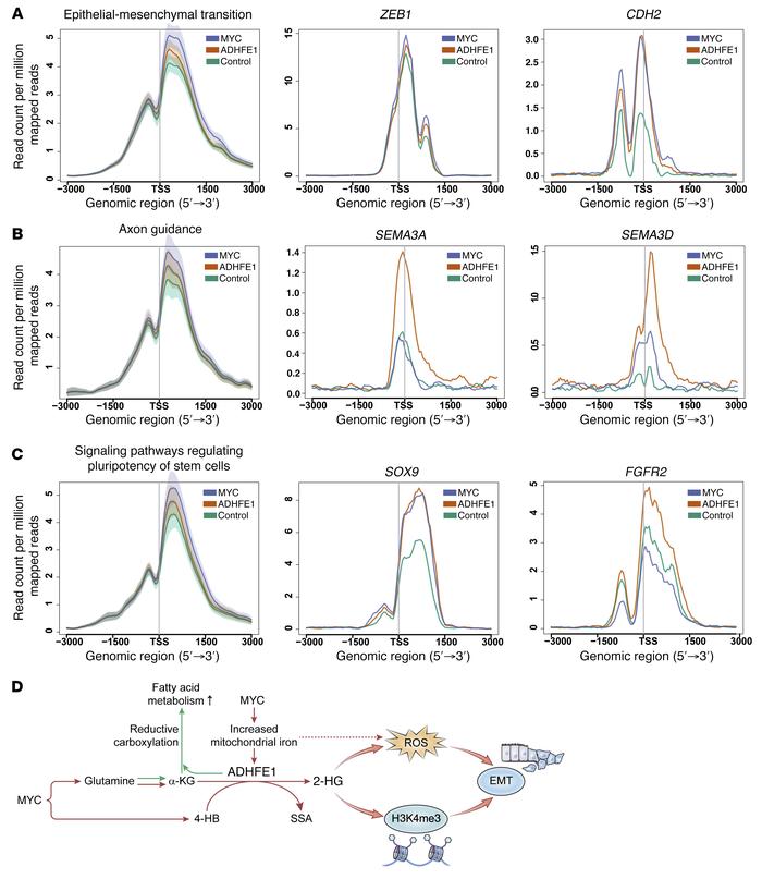 ChIP-seq analysis of H3K4me3 in ADHFE1- and MYC-overexpressing MCF7 cell...