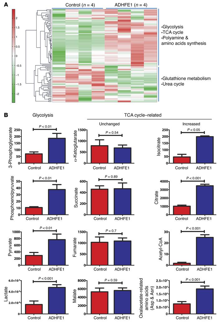 Metabolic reprogramming in MCF12A cells with upregulated ADHFE1.
(A) Hea...