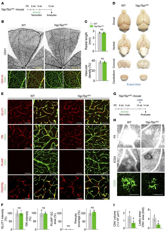 Endothelial YAP/TAZ is required for pathological angiogenesis, but dispe...