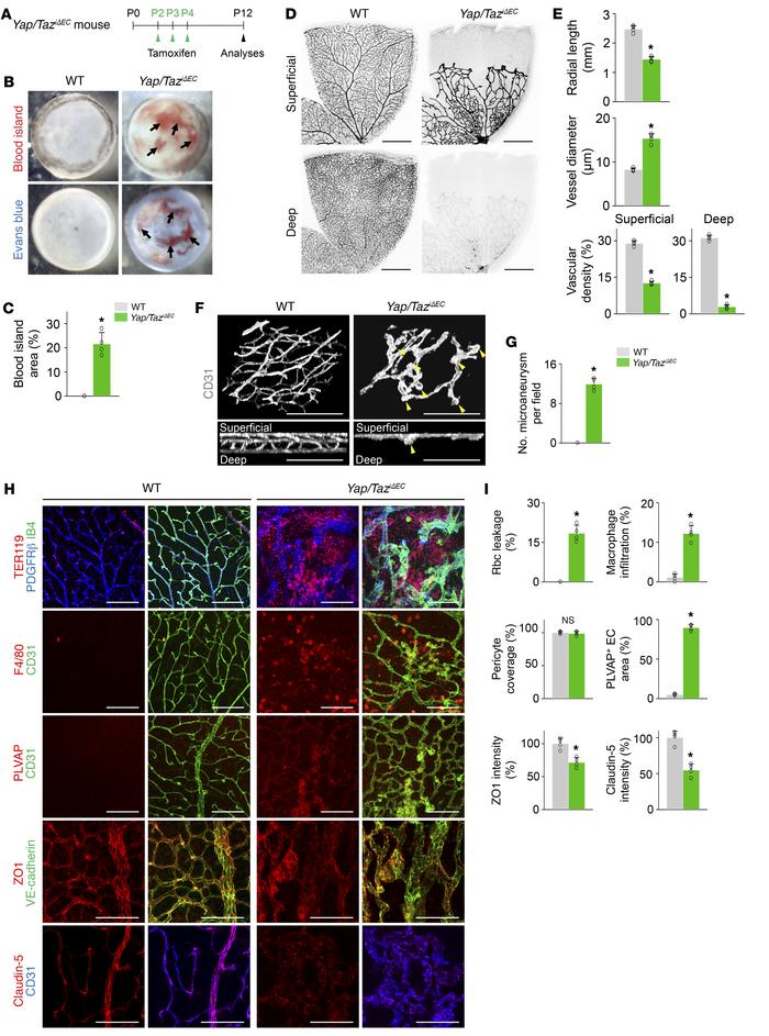 Endothelial Yap/Taz deletion impairs formation of vertical branching and...