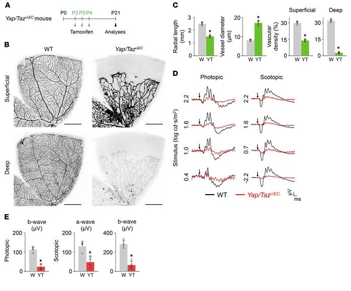 Endothelial Yap/Taz deletion leads to sustained and severe impairment of...