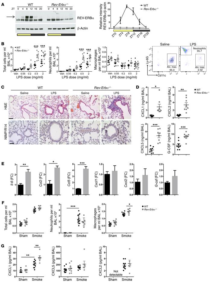 REV-ERBα plays a critical role in regulation of lung inflammation.
(A) W...