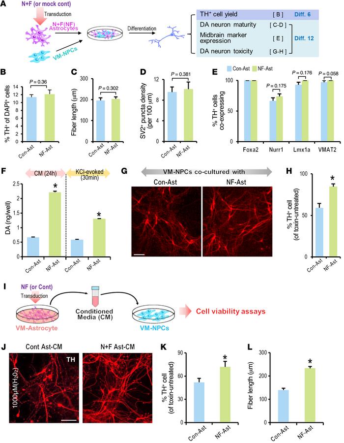 Forced expression of Nurr1+Foxa2 in VM-Ast potentiates astrocyte-mediate...