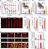 Cografting of astrocytes improves the therapeutic effects of VM-NPC transpl