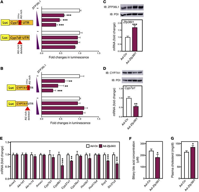 ZFP36L1 gain of function reduces CYP7A1 and bile acid levels in vivo.

(...