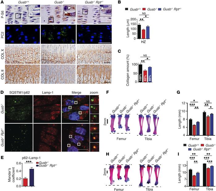 Normalization of mTORC1 signaling restores collagen trafficking and resc...