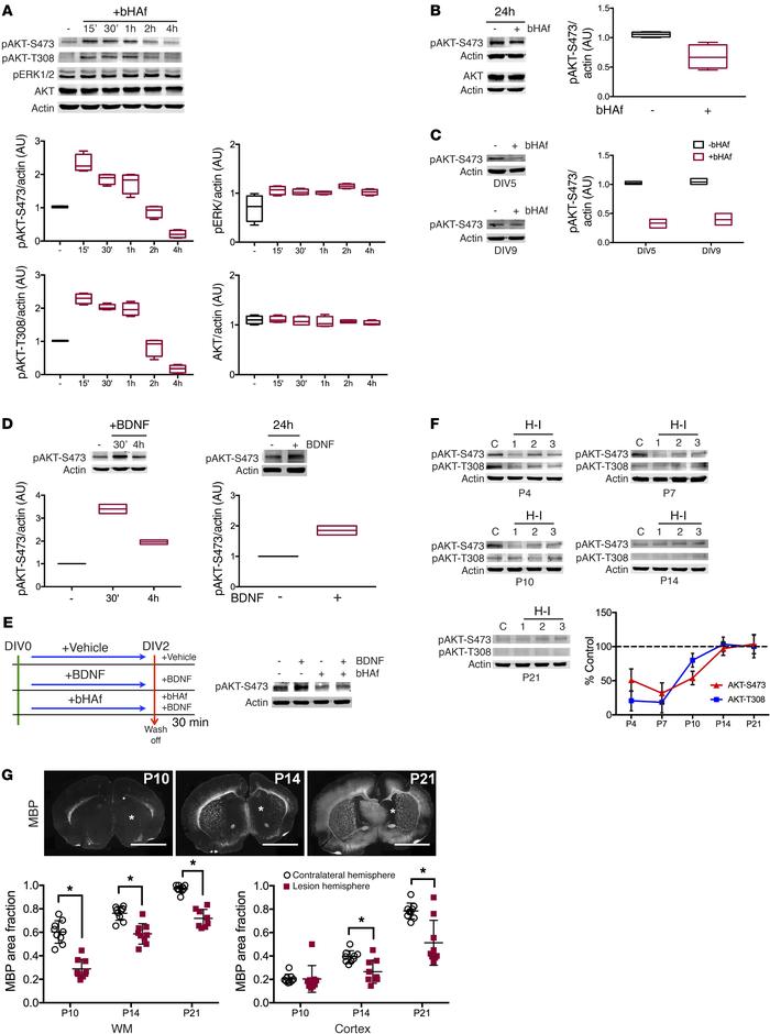 bHAf regulates AKT in a tolerance-like manner.
(A–C) bHAf induces persis...
