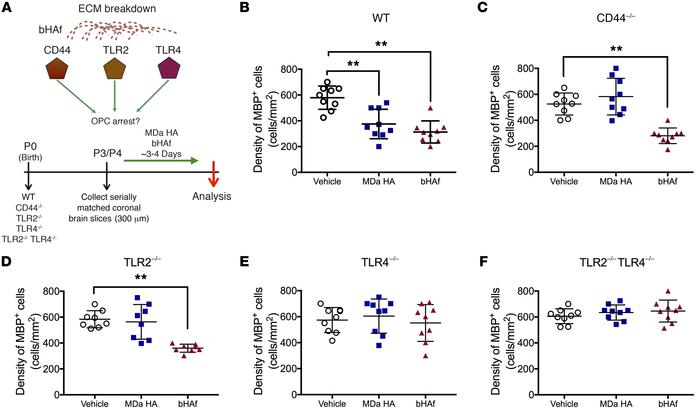 bHAf signals via TLR4 but not TLR2 or CD44 to mediate OPC maturation arr...