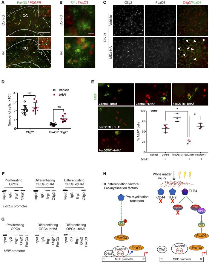 bHAf signaling regulates OL lineage maturation at the preOL stage via Fo...