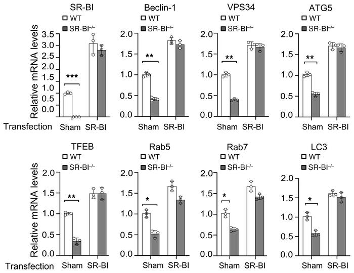 The effects of Sr-b1 transfection on mRNA levels of autophagy players in...