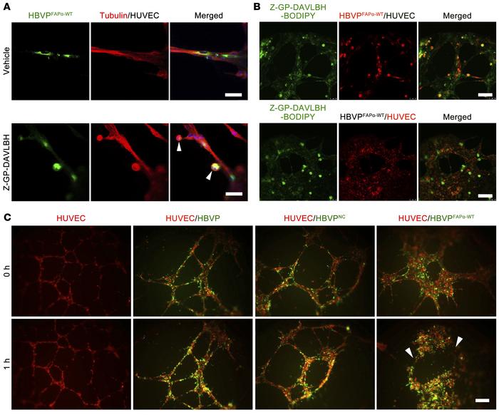 Z-GP-DAVLBH targeting pericytes disrupts pericyte-EC–cocultured tubes.
(...