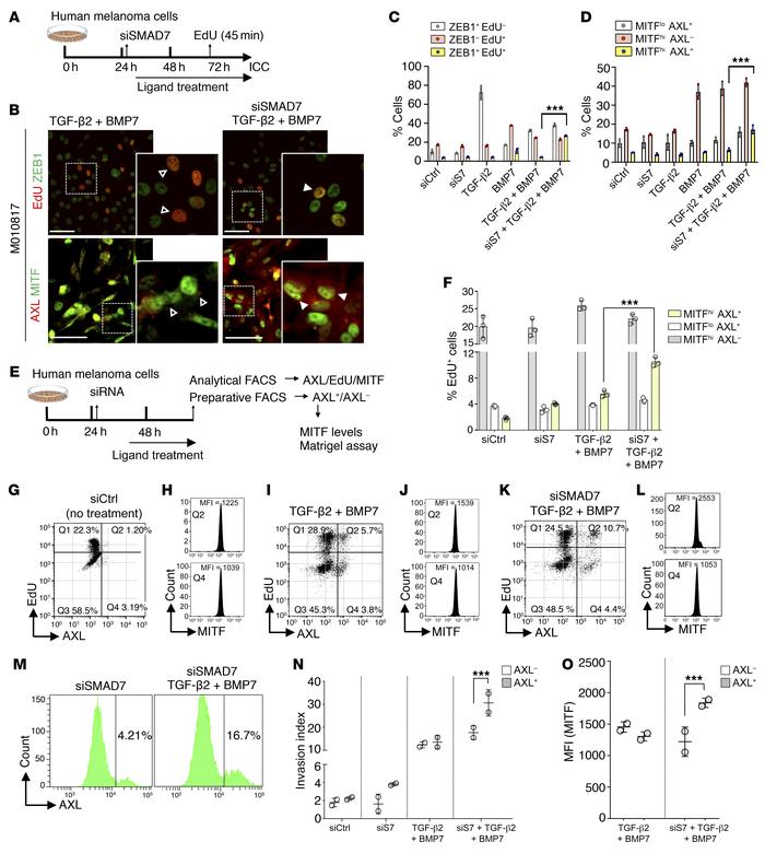 Loss of SMAD7 promotes emergence of proliferative-invasive MITFhiAXLhi m...