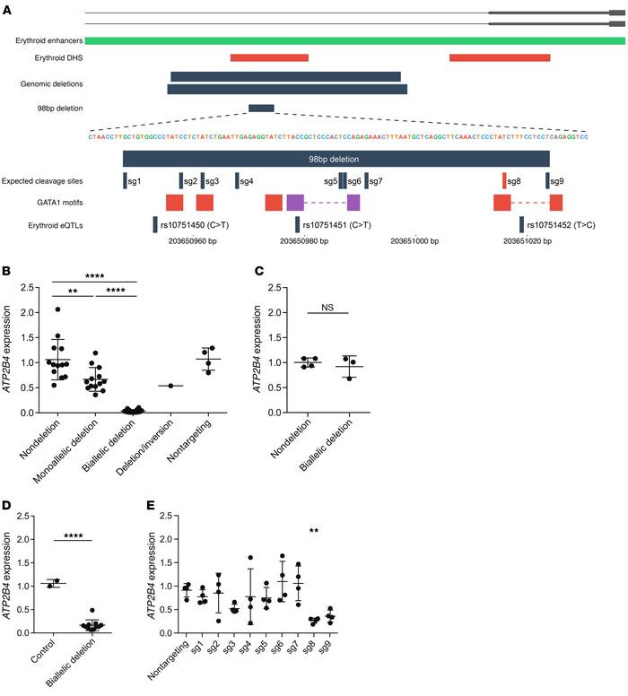 Genome editing at the ATP2B4 erythroid enhancer.
(A) Upper panel shows d...