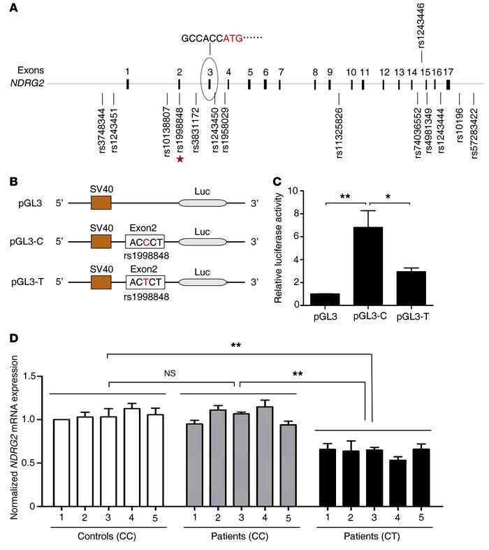 SNP rs1998848 in NDRG2 exon 2 is associated with susceptibility to ADHD ...