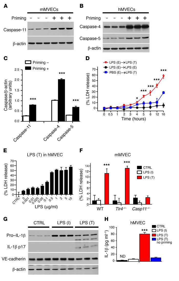 TLR4-mediated LPS signaling is required for activation of endothelial py...