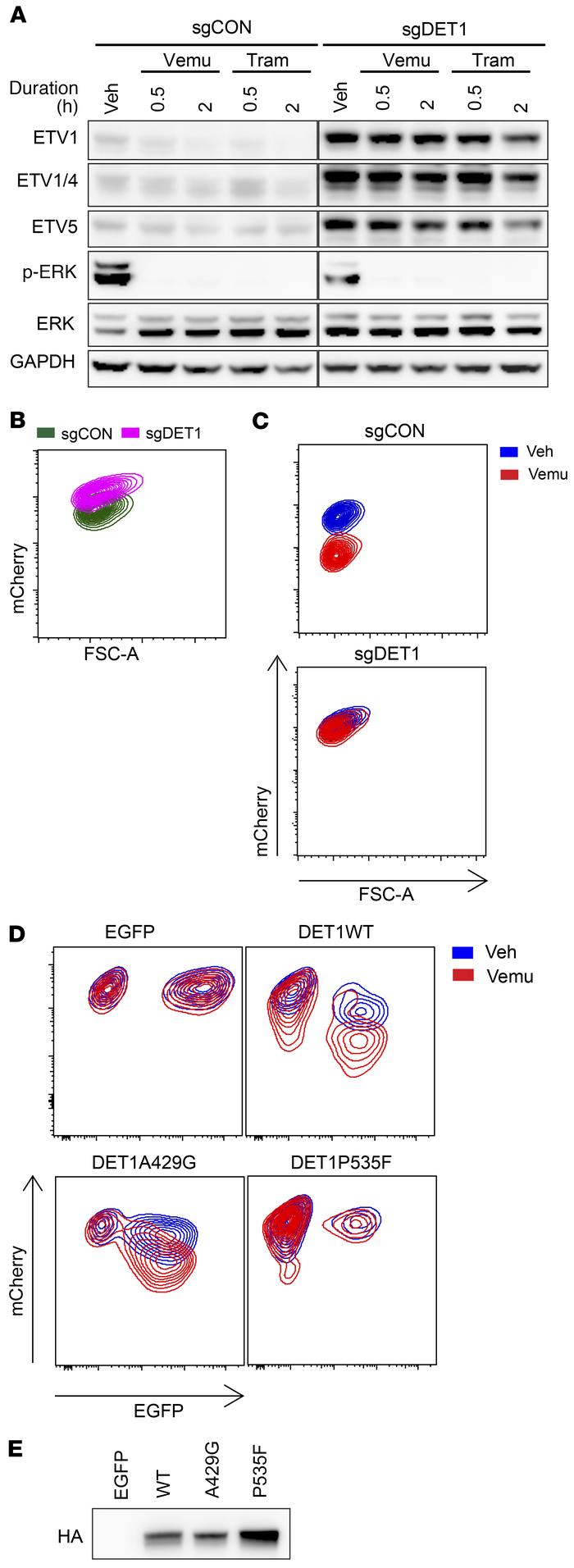 Functional characterization of de novo DET1 mutations in vemurafenib-tre...