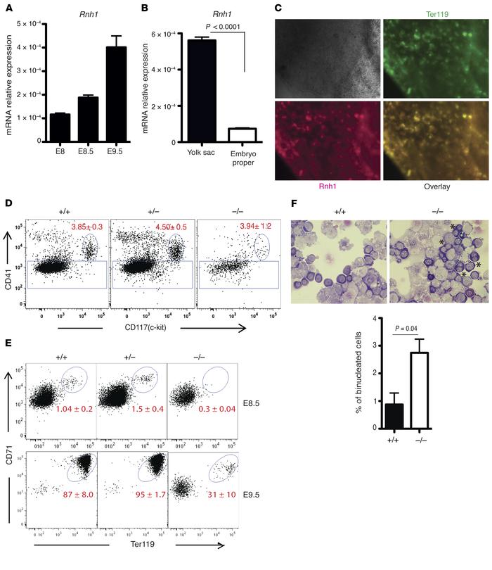 
Rnh1 is expressed in embryonic erythropoiesis and regulates erythroid d...