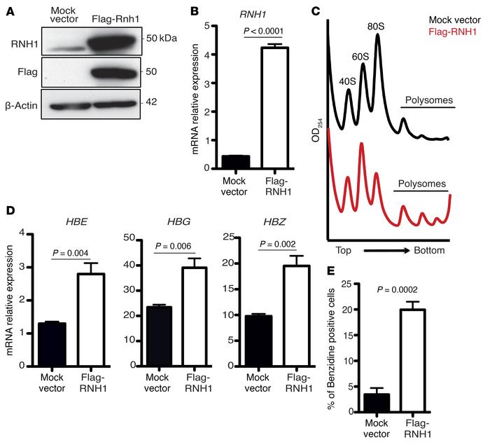 RNH1 induces globin gene expression in K562 ells.
(A) RNH1 expression in...