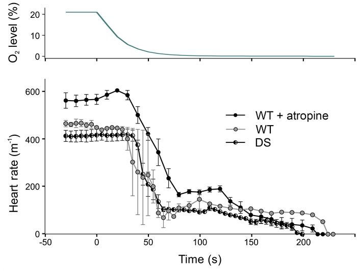 Anoxia caused bradycardia due to a direct effect on the heart.
WT mice e...