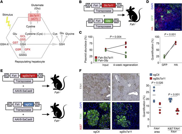 
Slc7a11 enhances hepatocyte repopulation.
(A) The Slc7a11 gene product ...