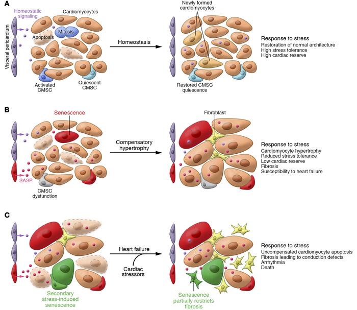 Senescent cells drive heart failure.
(A) In young hearts, myocardium hom...