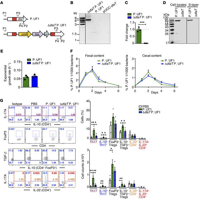 Differentiation of DlaT-specific Th17 cells.
(A) Genetic organization of...