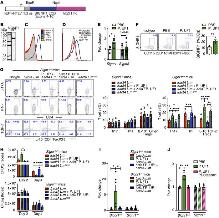 Regulation of intestinal immunity requires SIGNR1.
(A) Depiction of SIGN...