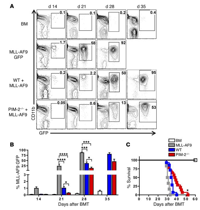 PIM-2–/– T cells mediate GVL effect in MLL-AF9 model.
Lethally irradiate...