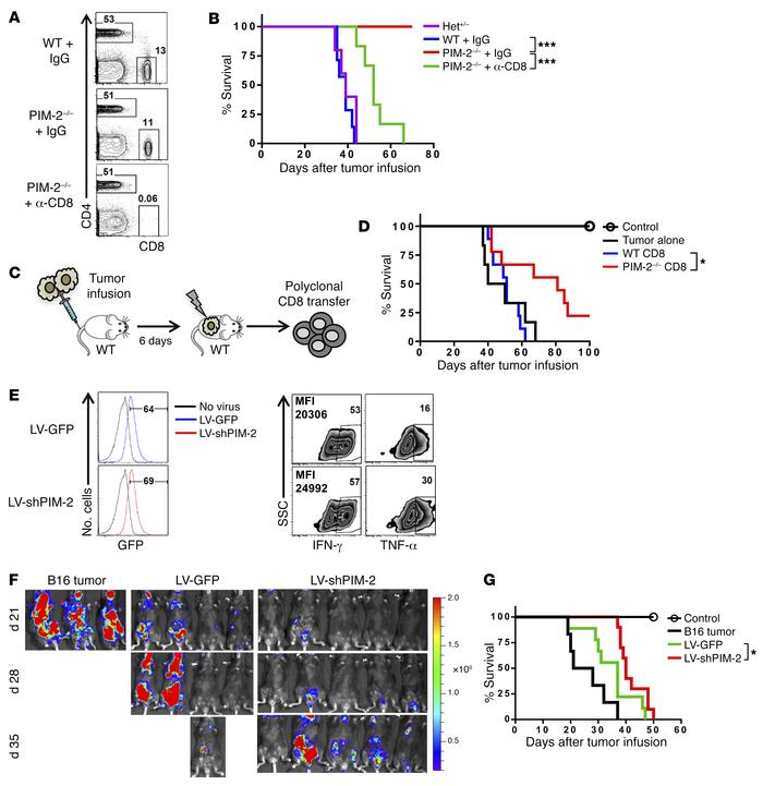 PIM-2 kinase suppresses antitumor immunity primarily mediated by CD8+ T ...