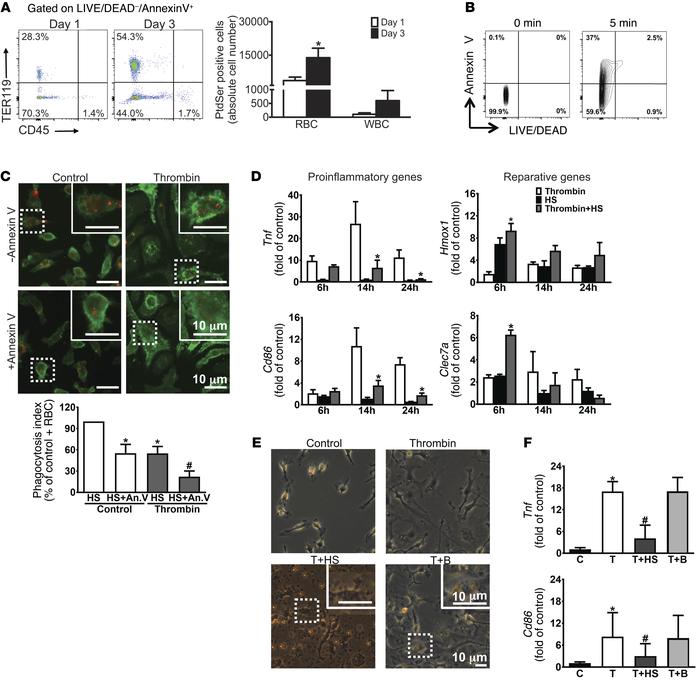 Engulfment of eryptotic erythrocytes induces macrophage reparative pheno...