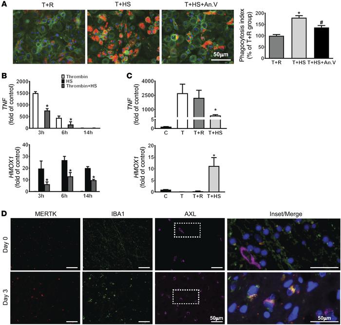 Efferocytosis modulates human MDM phenotype and is associated with ICH r...