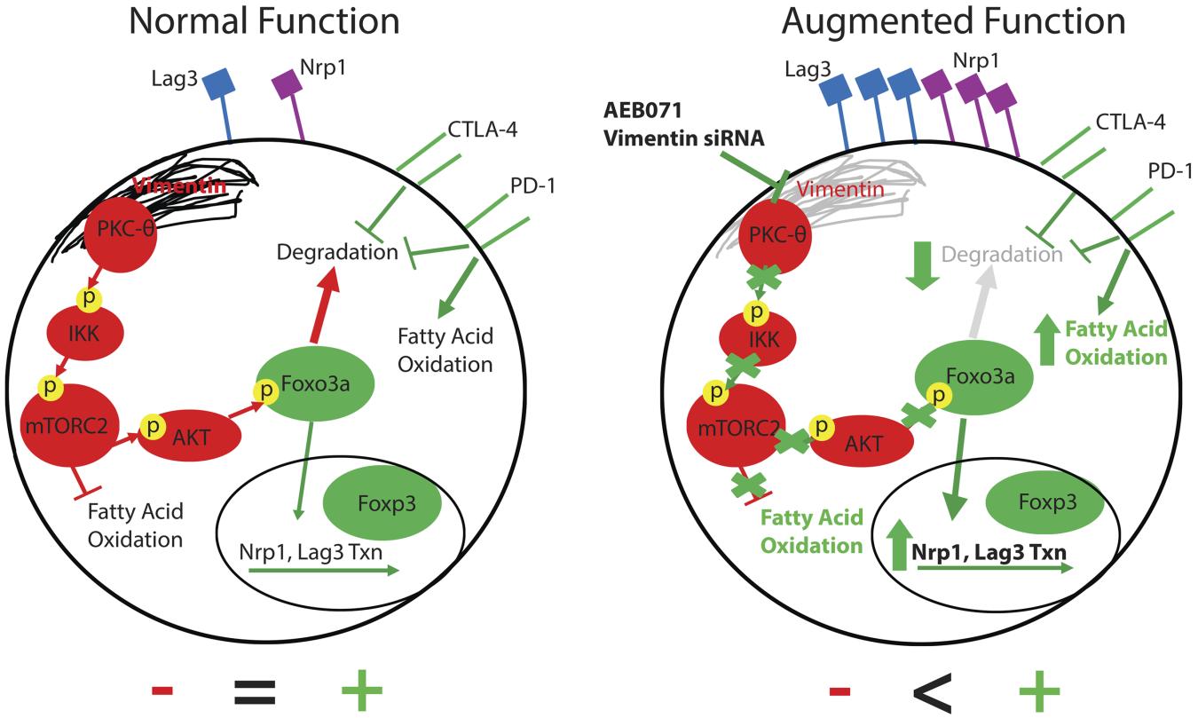 the vimentin intermediate filament network restrains regulatory