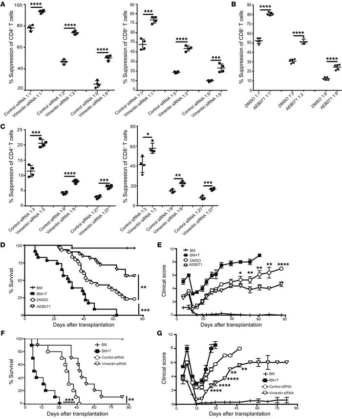 Vimentin disruption augments Treg function.
(A–C) Suppression of (A) CD4...