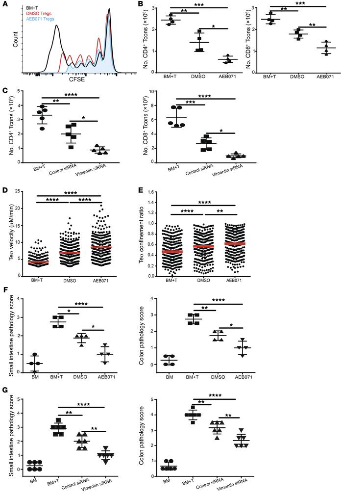 Vimentin disruption increases Treg-mediated suppression of Tcon priming ...
