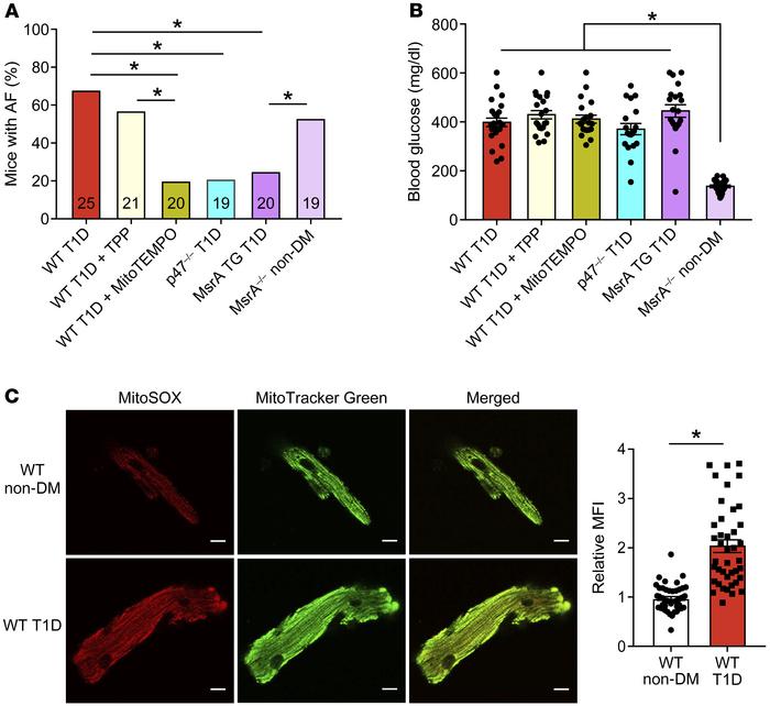 Targeted ROS inhibition and MsrA overexpression protects against atrial ...