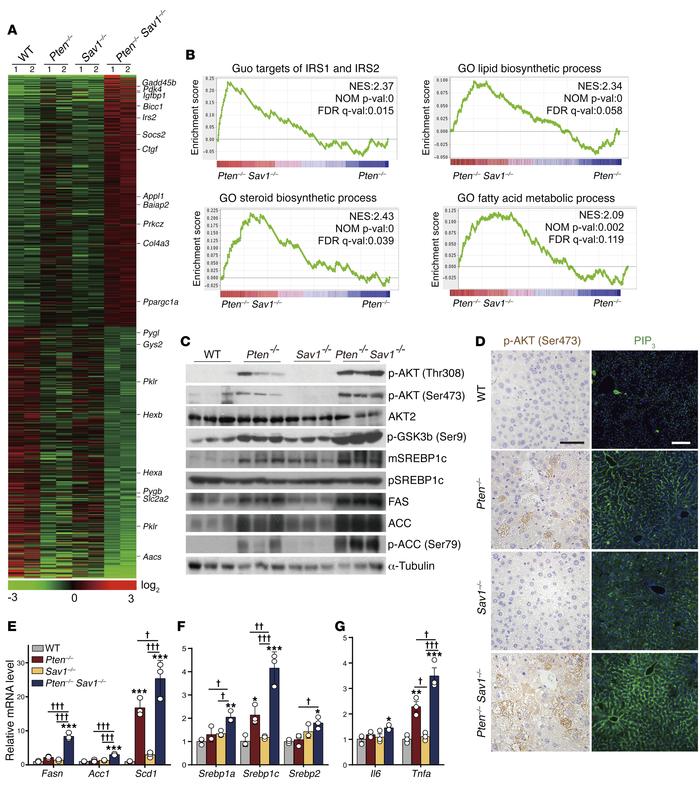 Deletion of SAV1 potentiates AKT signaling in PTEN-deficient livers.
(A)...