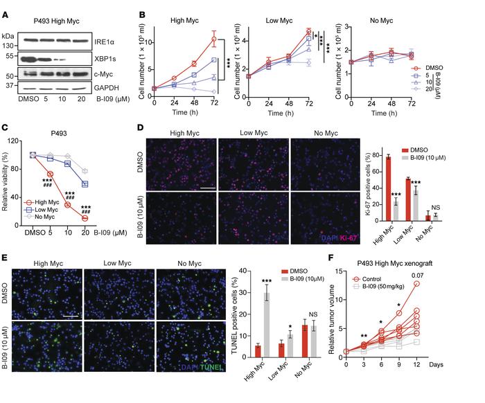 Synthetic lethality between c-Myc overexpression and IRE1α RNase inhibit...