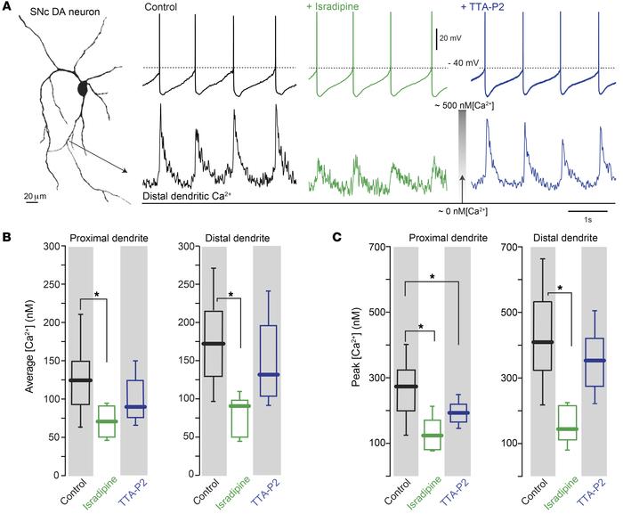Both Cav1 and Cav3 Ca2+ channels contributed to dendritic Ca2+ oscillati...