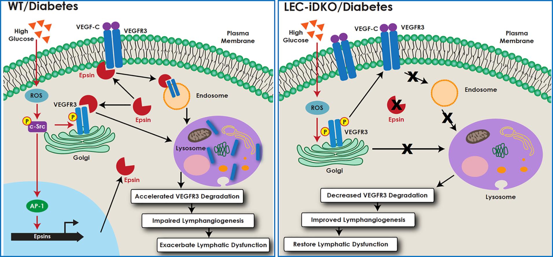 epsin deficiency promotes lymphangiogenesis through