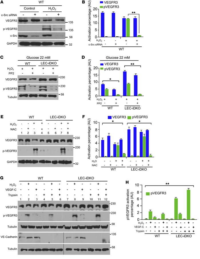 ROS-induced intracellular phosphorylation of VEGFR3 is c-Src dependent a...