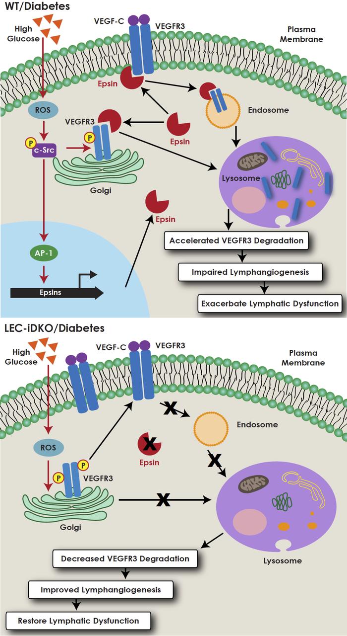 The model of epsin deficiency promotes lymphangiogenesis through regulat...