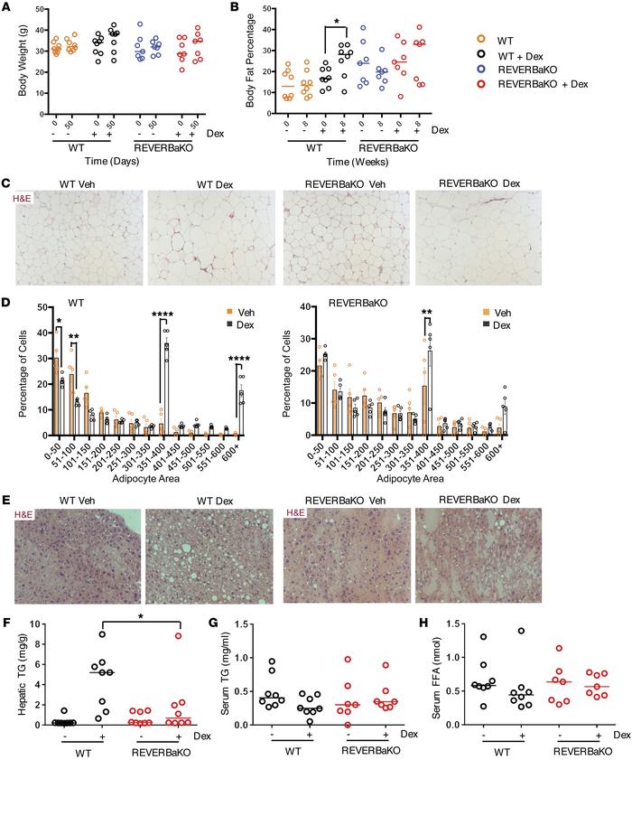 REVERBa regulates lipid metabolism.
C57BL/6 (WT) and REVERBaKO mice were...