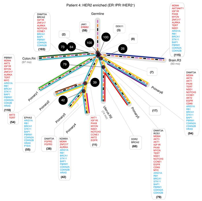 Phylogenetic and subclonal analysis supports a parallel progression mode...