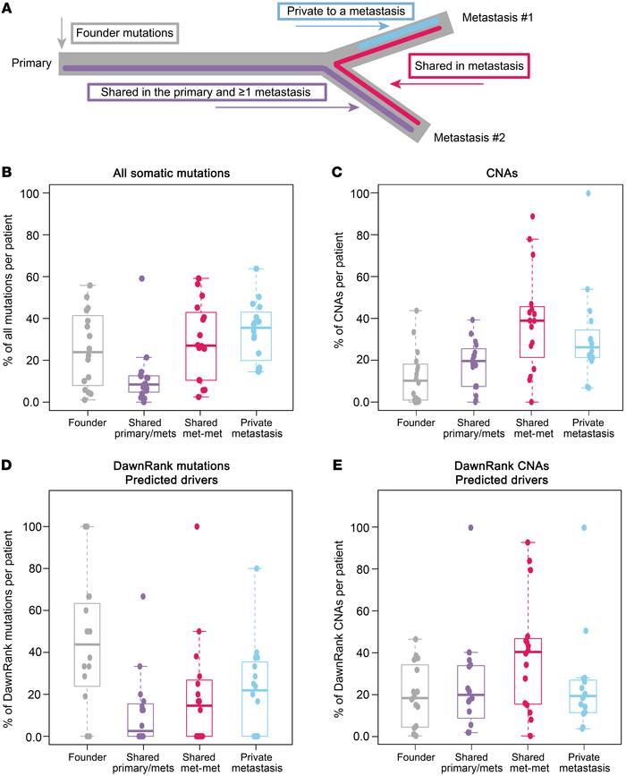 Timing of somatic alterations and driver acquisition in metastases.
Soma...