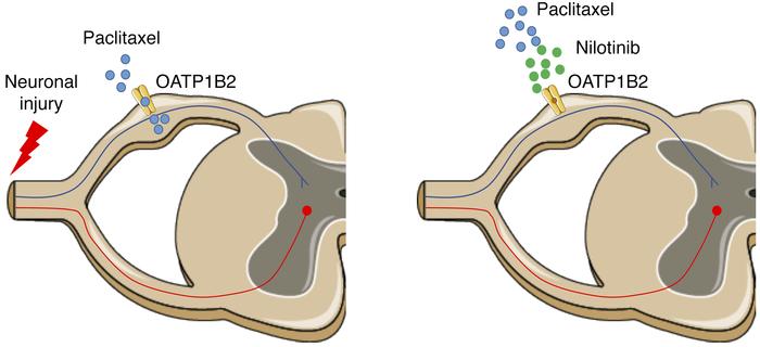 Proposed model of paclitaxel-induced injury to the peripheral nervous sy...